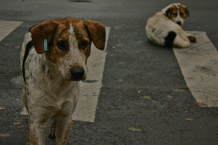 Animales
